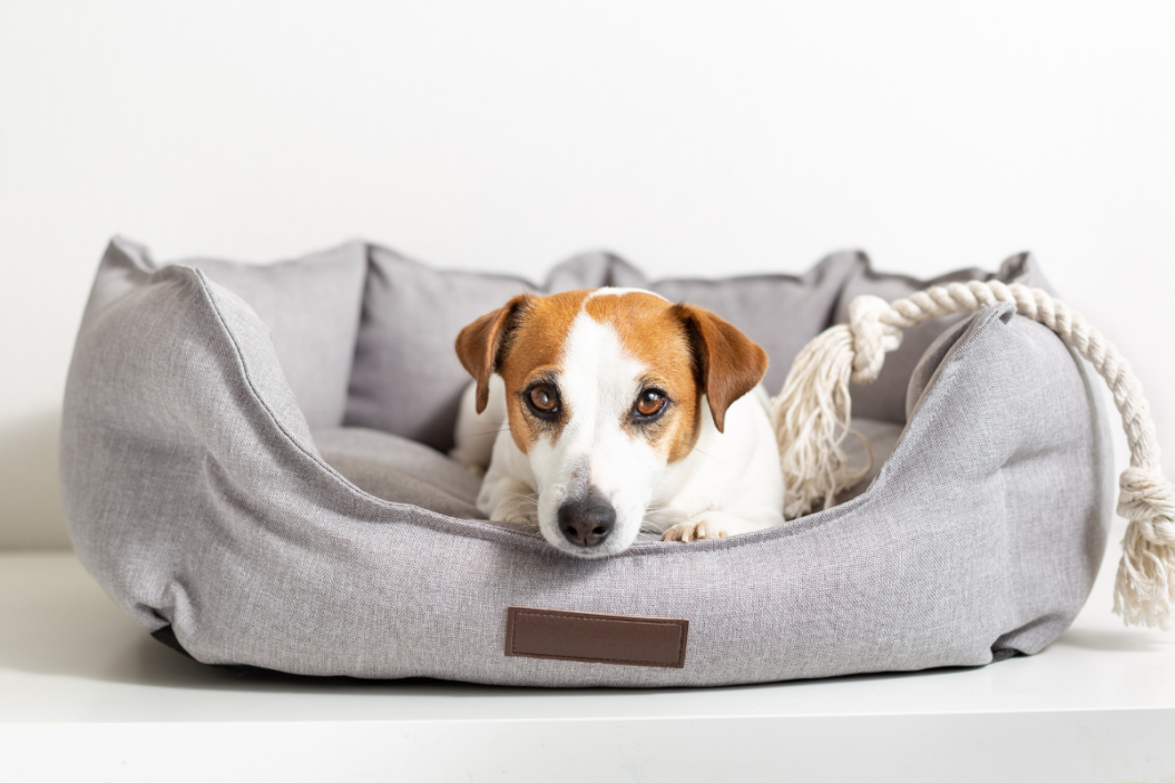 indestructible dog bed