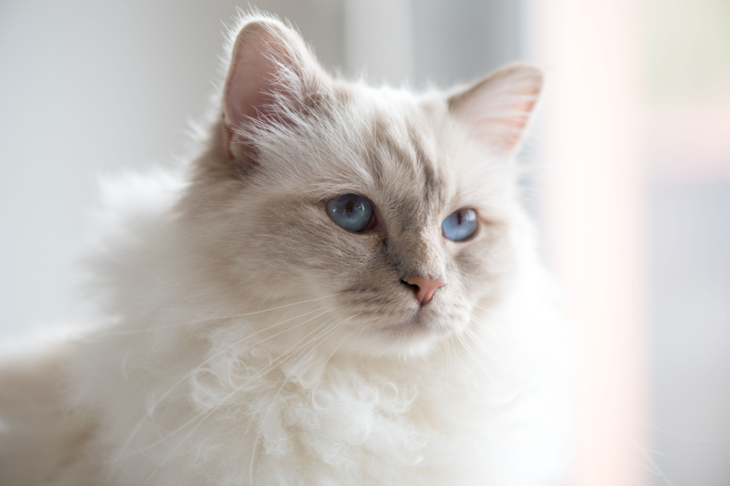 birman cat breed