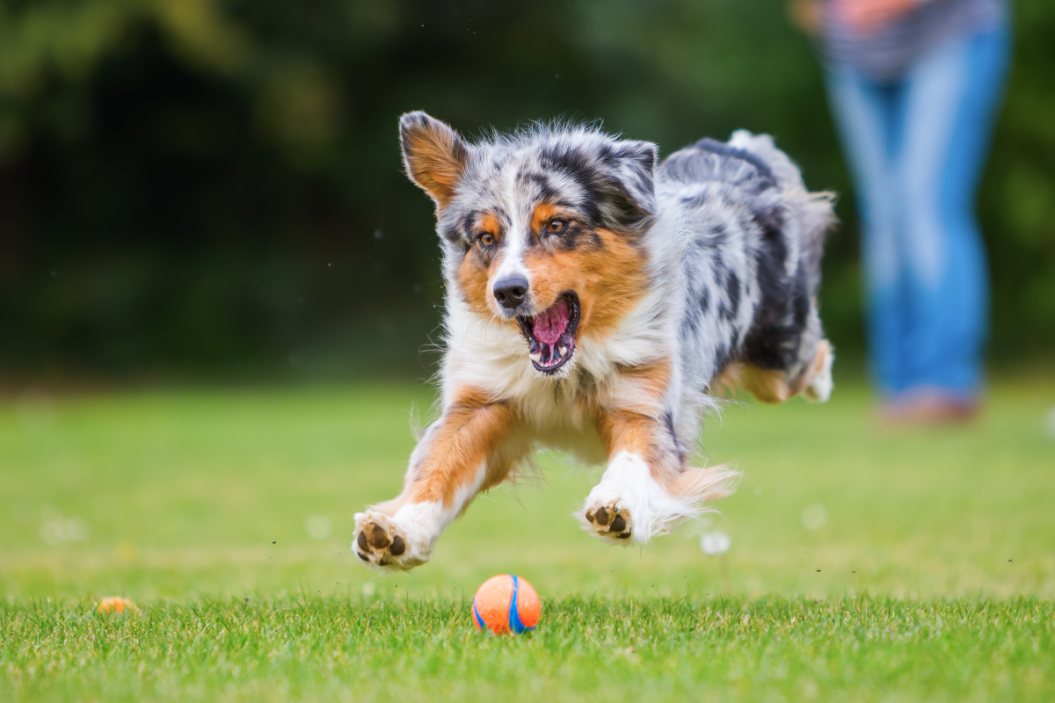types of shepherd dogs