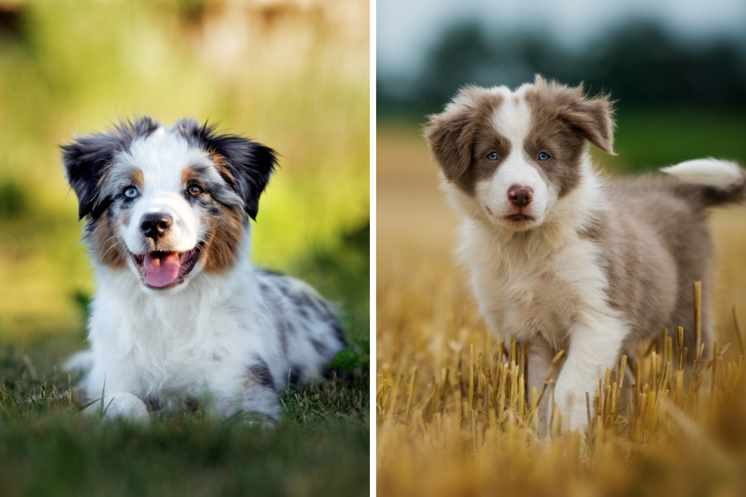 australian shepherd vs border collie