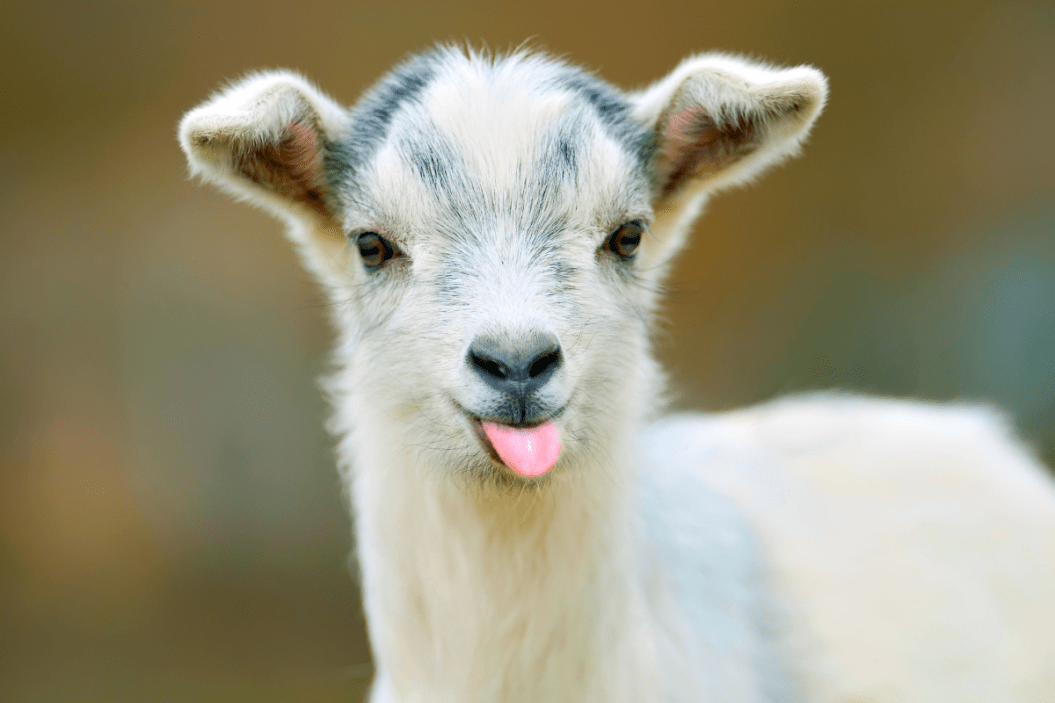 goat breeds