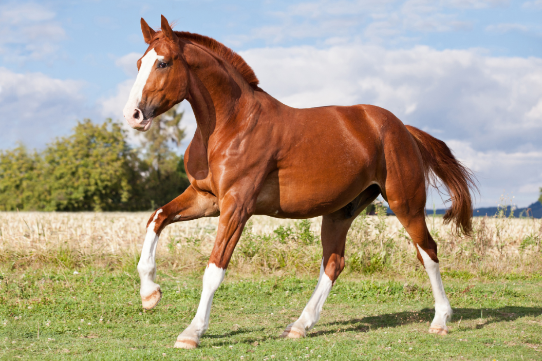 sorrel horse