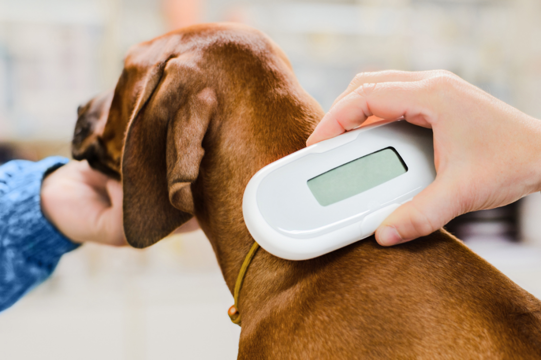 microchip dog cost