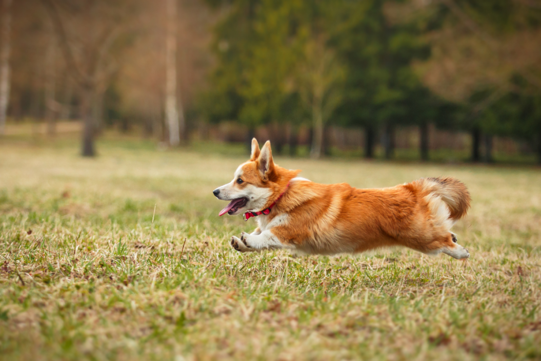 corgi dog breed