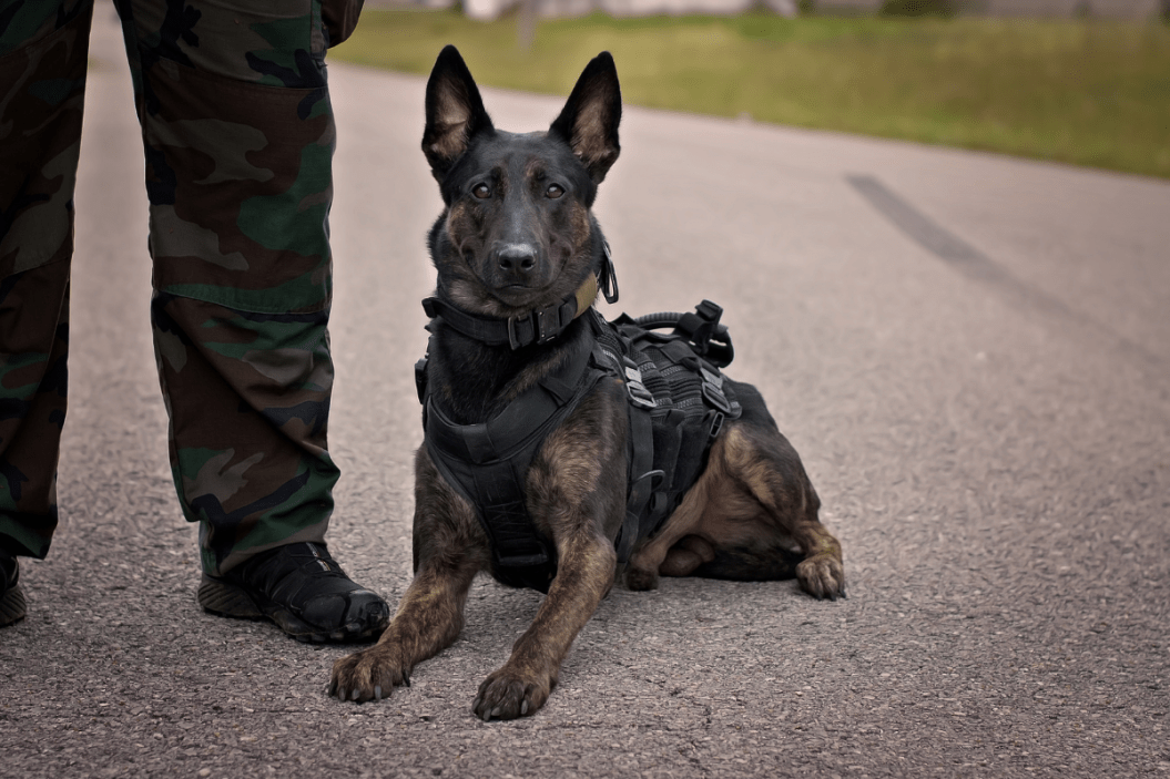 dutch shepherd dog breed
