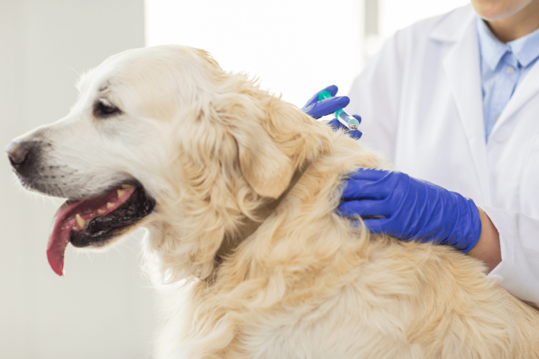 bordetella vaccine