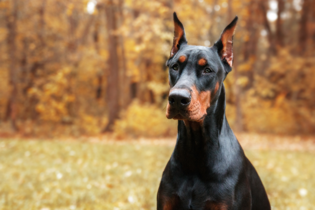 doberman dog breed