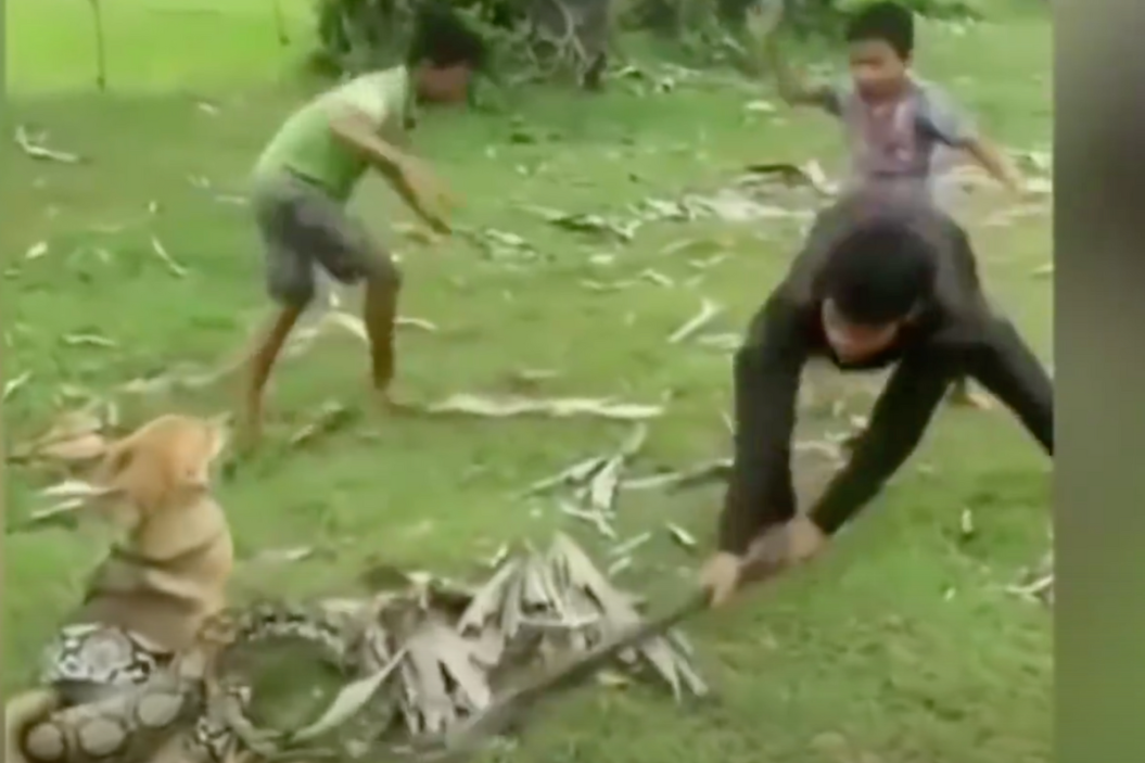 Boys Save Dog From Snake