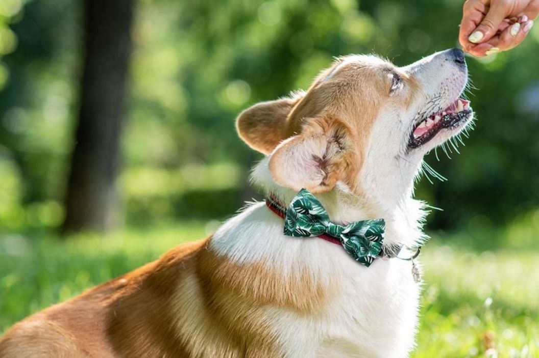 bow tie for dogs