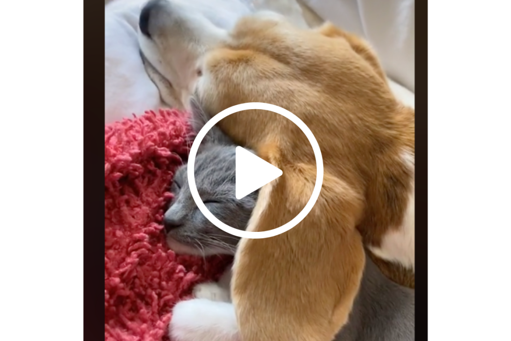 cat sleeps under dog ear
