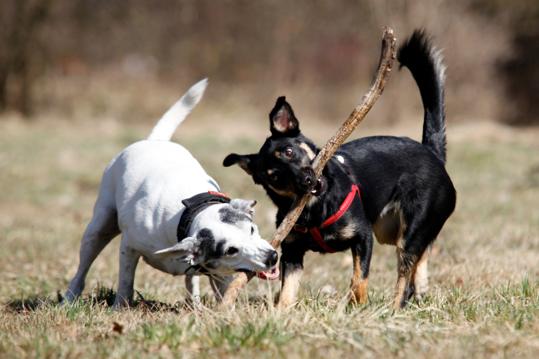choosing a doggie daycare