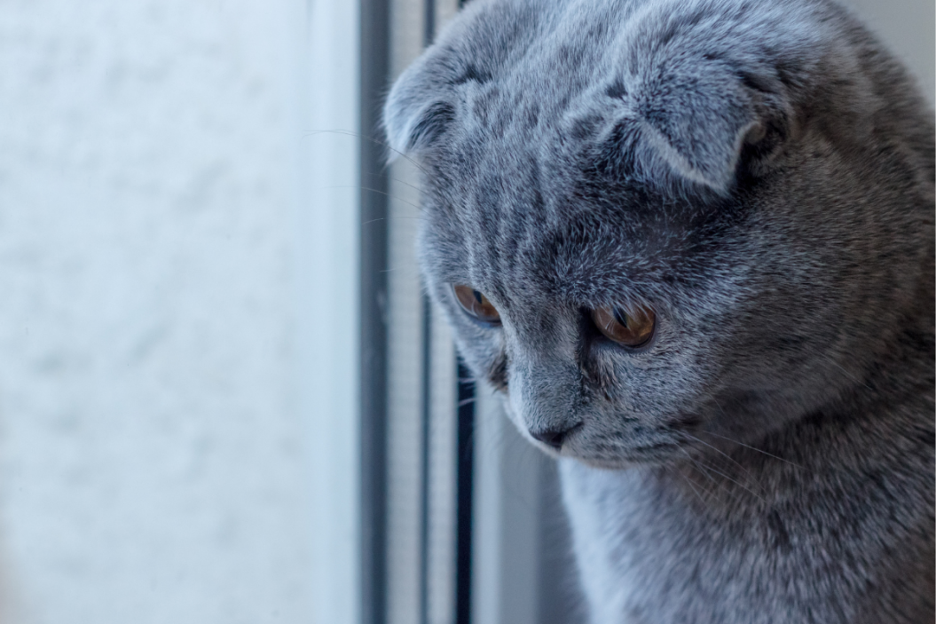 distemper in cats