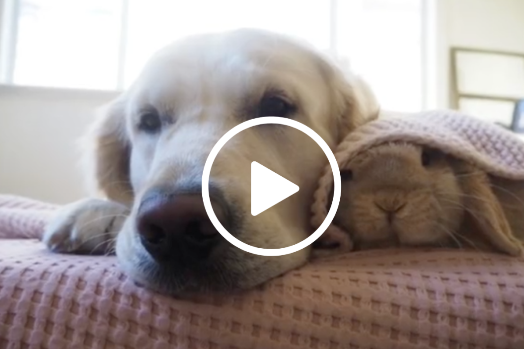dog and bunny friends