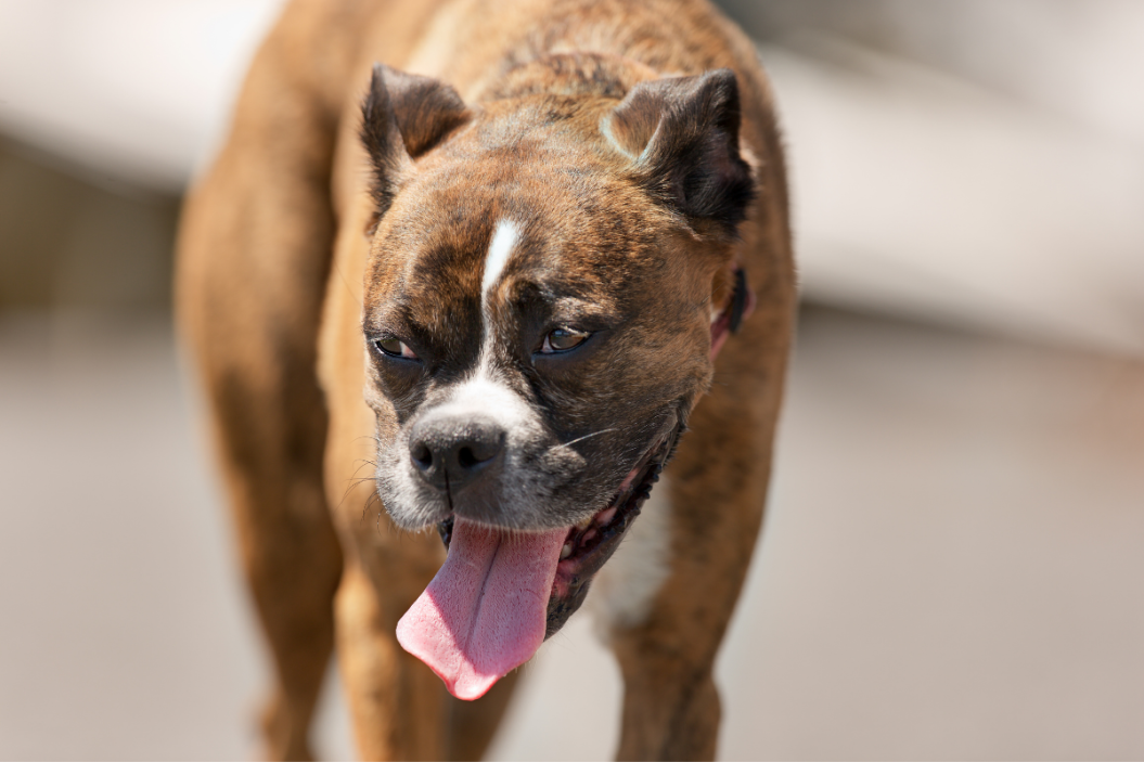 dog exercise in hot weather