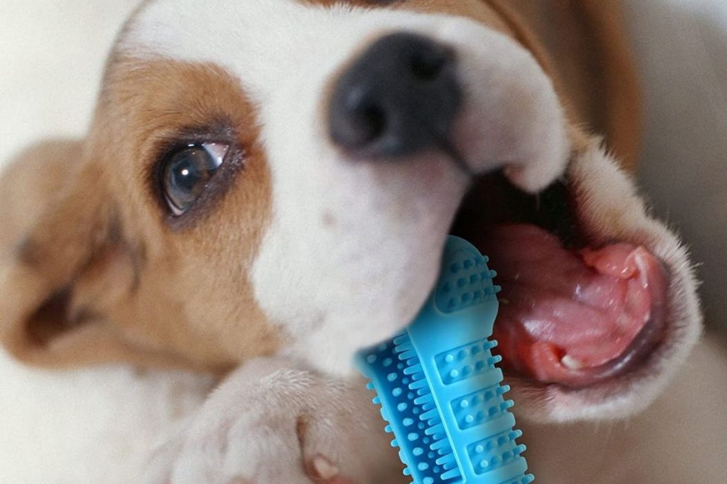dog toothbrush toy