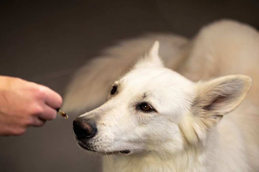 hemp oil for dogs
