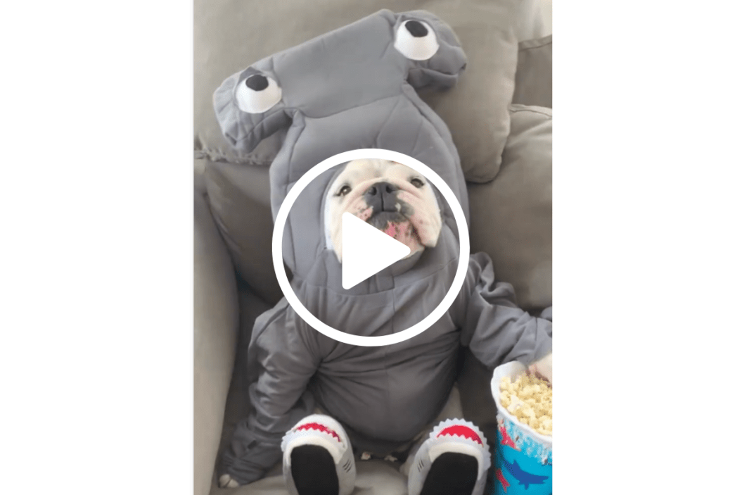 shark dog costume reel