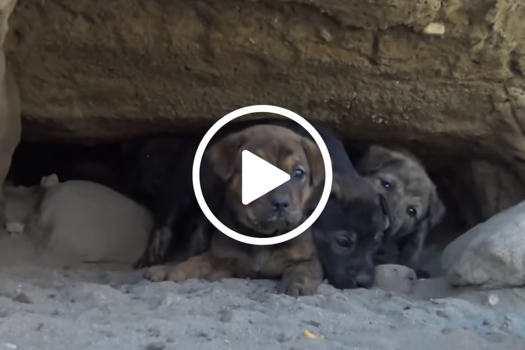 underground puppy rescue
