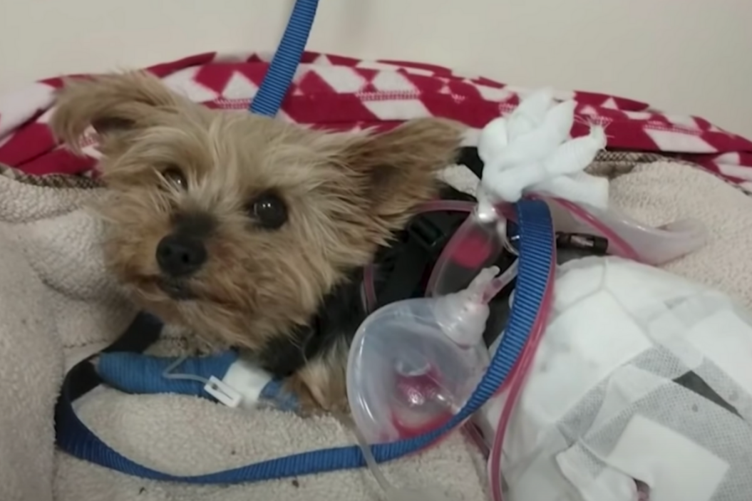 yorkie saves girl from coyote