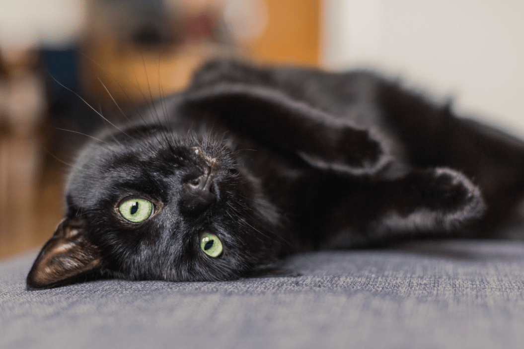 Black cat on its back
