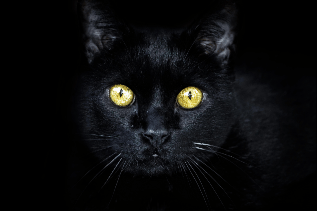 Can cats see in the dark