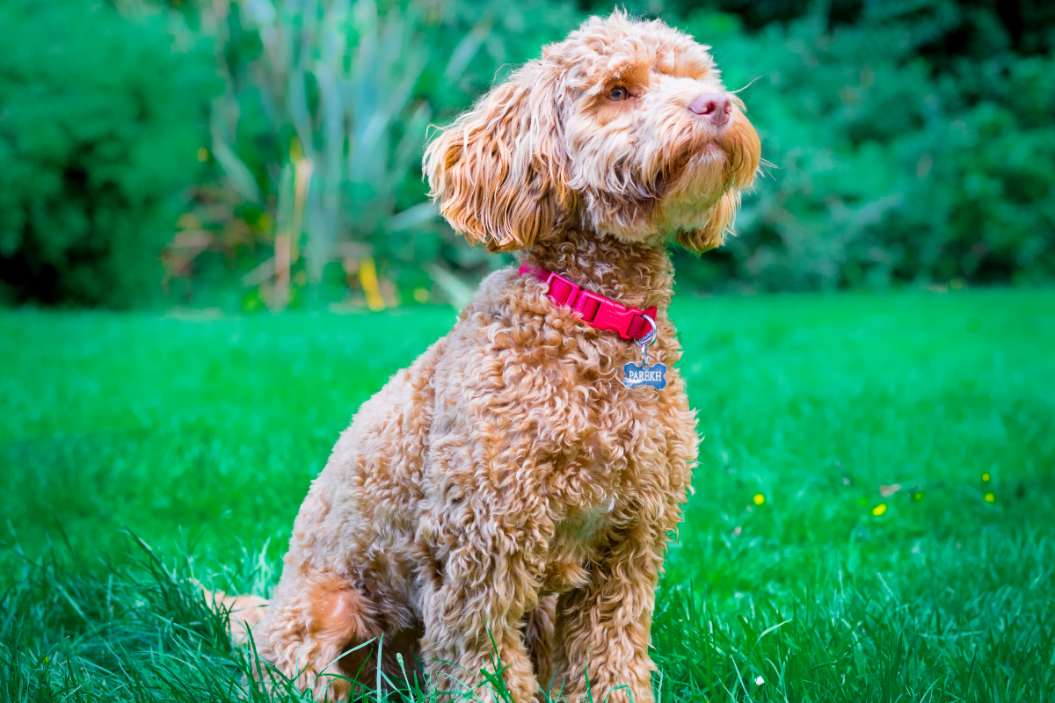 cockapoo dog breed
