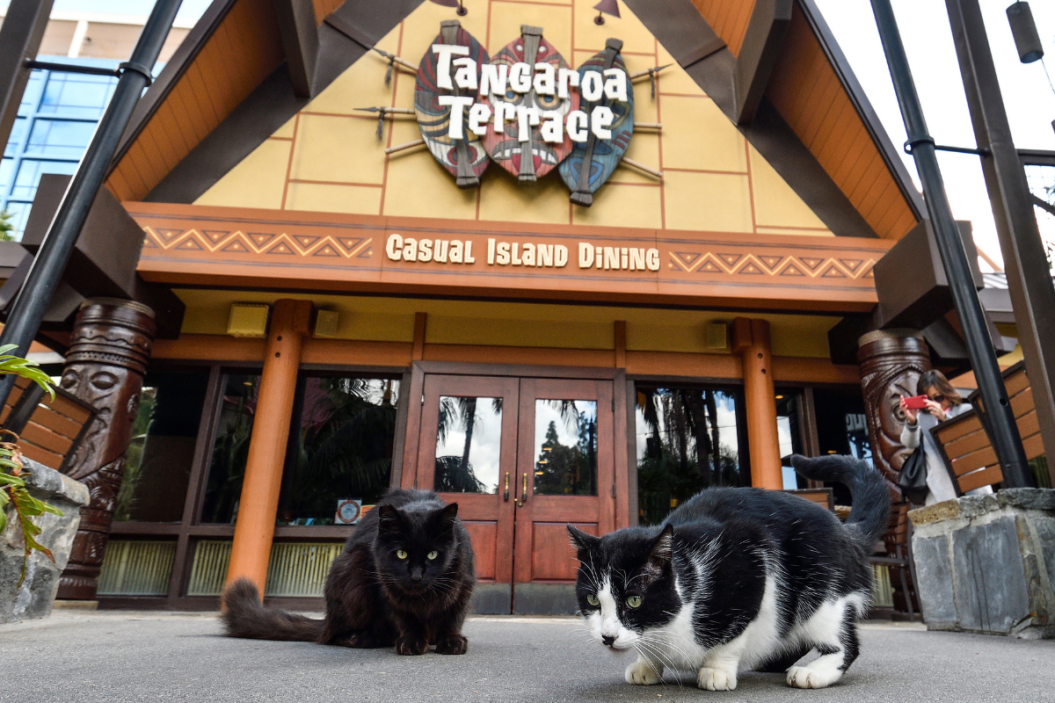 Disneyland Cats