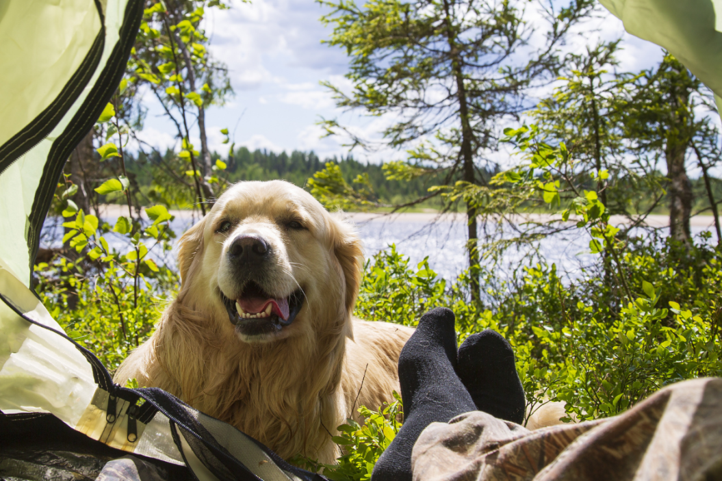 Camping dog sits near the tent.