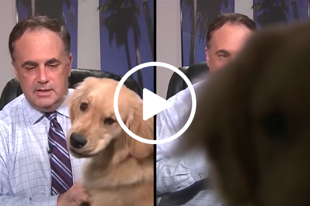 Dog Interrupts Meteorologist