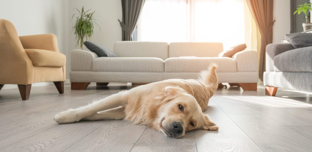 dog separation anxiety