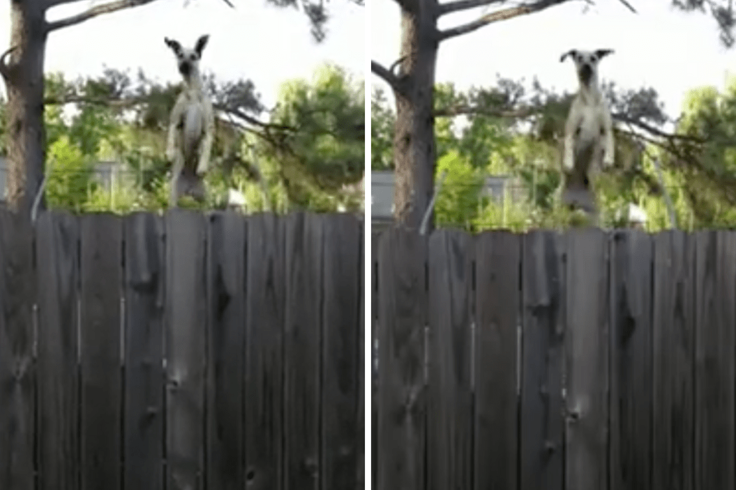 Great Dane bounces on a Trampoline