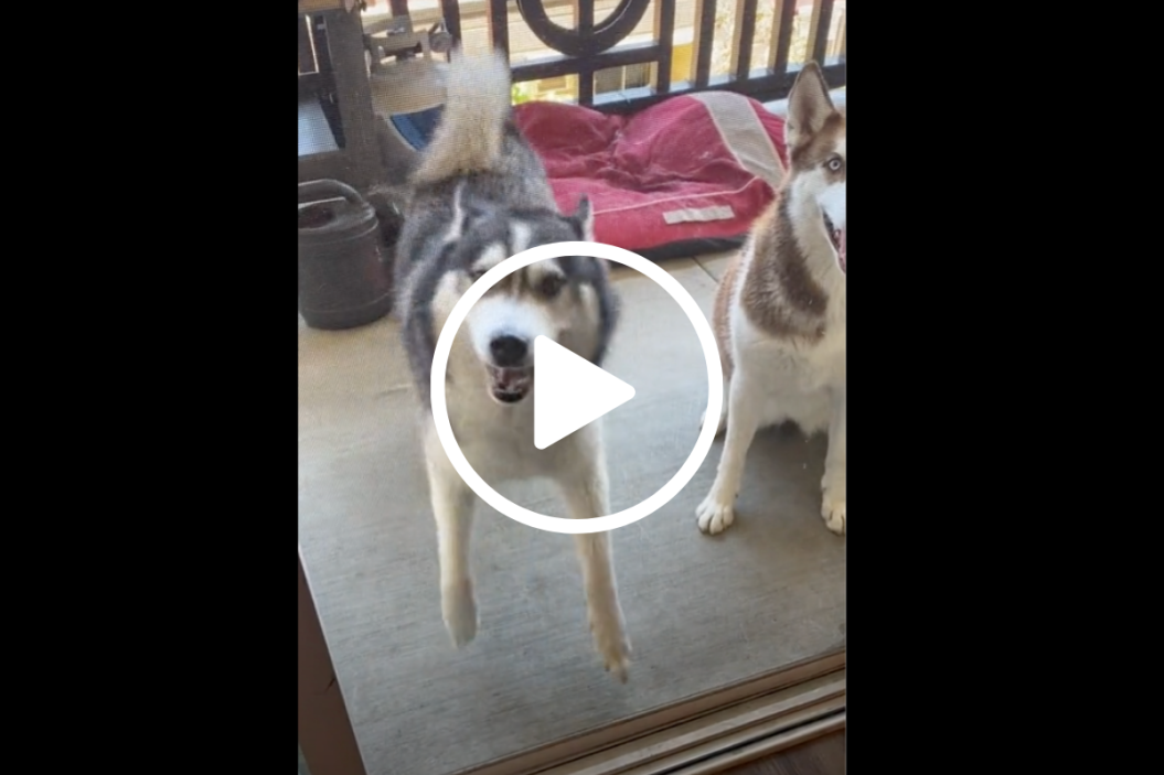 Husky, Cotton Eyed Joe