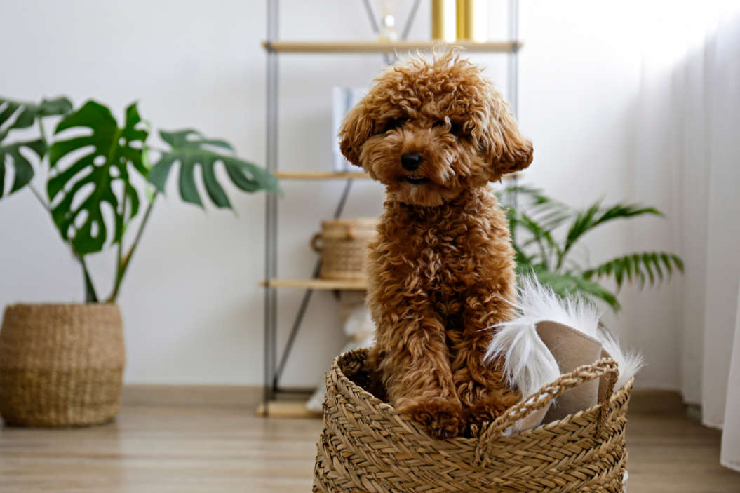 Maltipoo dog breed