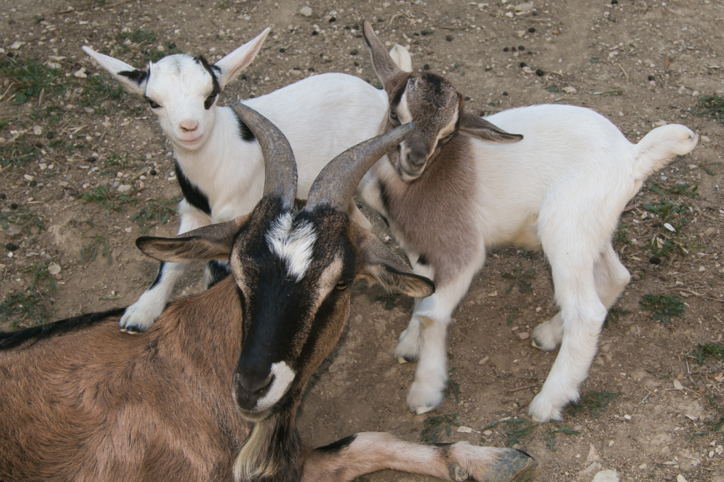 Nigerian dwarf goats on a farm.