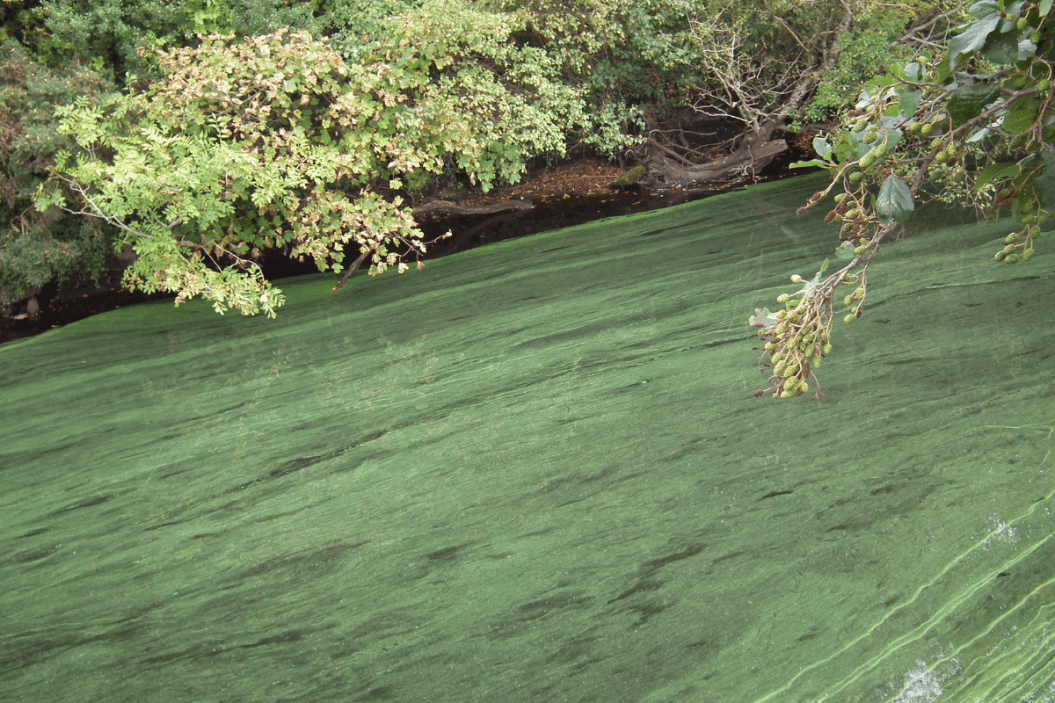 blue green algae dogs