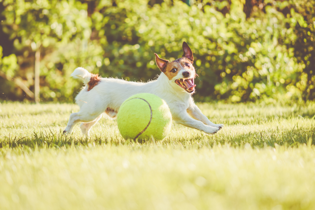 jolly ball for dogs tennis ball in grass with dog