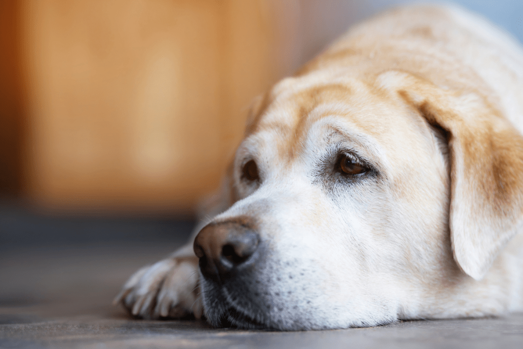 dog mental health