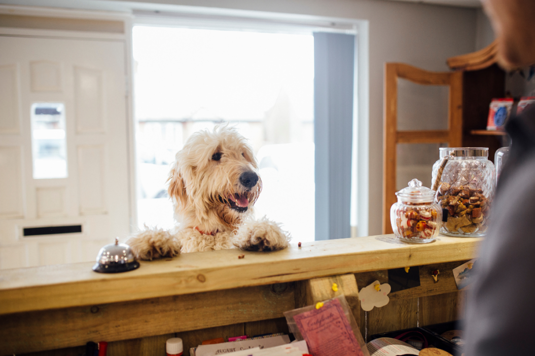 dogs with jobs