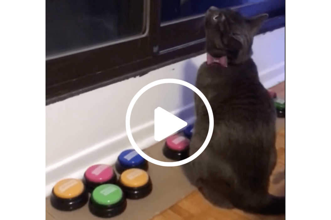 winter the talking cat