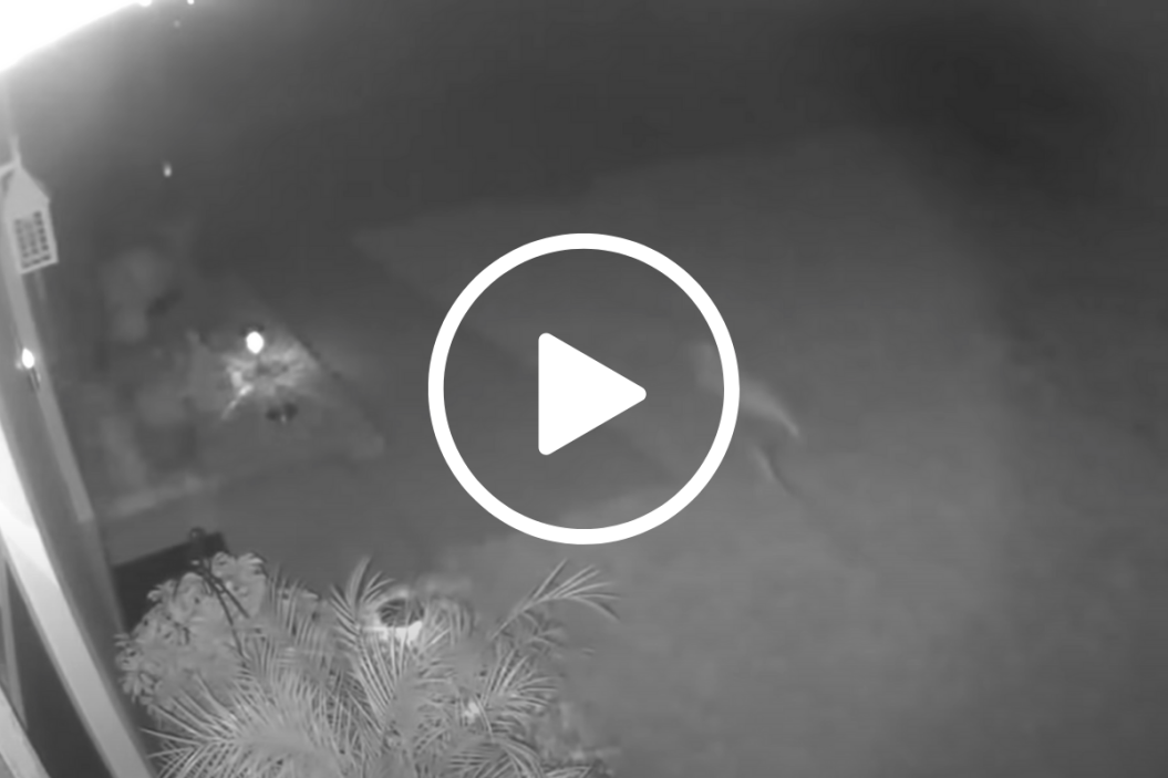 Woman sees "dinosaur" on security camera.