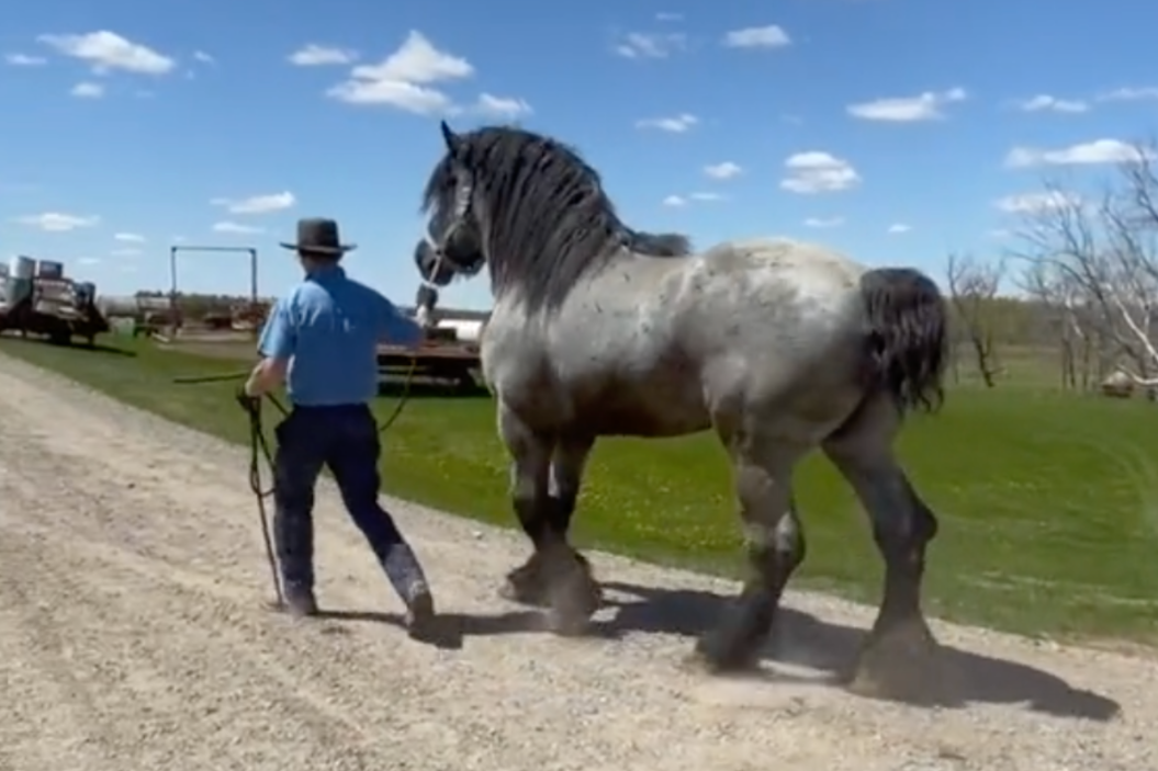 blue roan TikTok