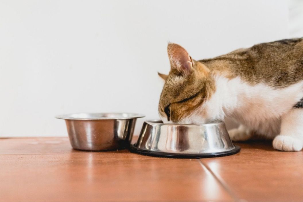 cat slow feeder