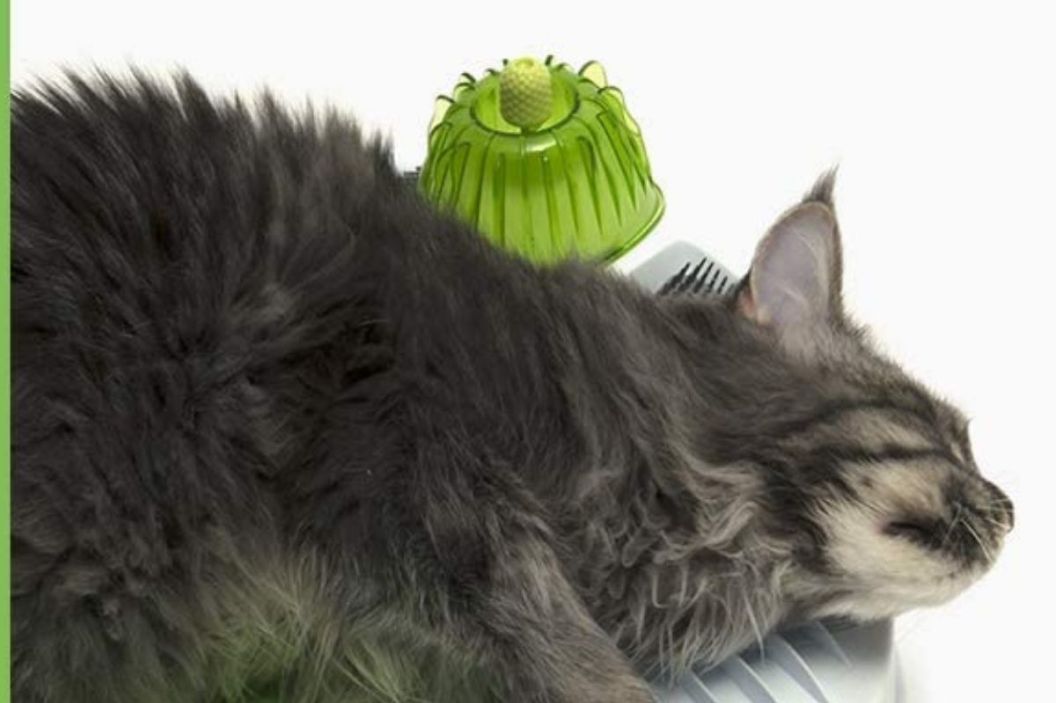 cat wellness center