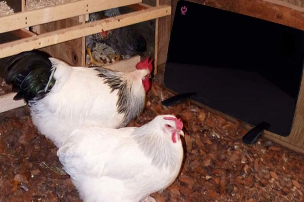 chicken coop heater
