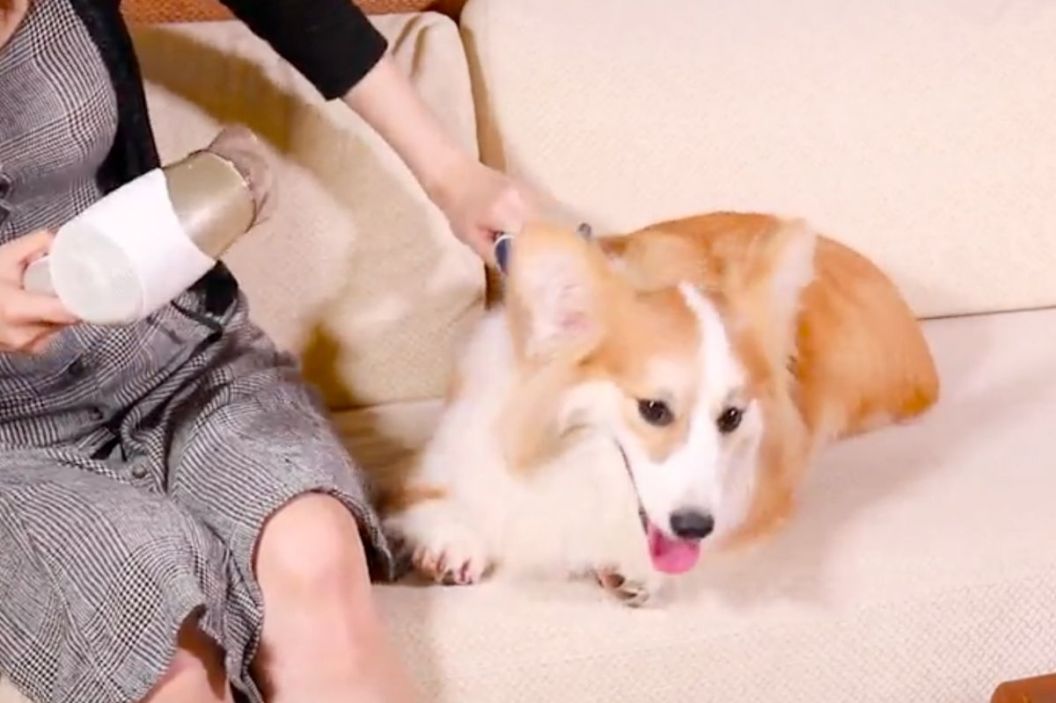 dog hair dryer