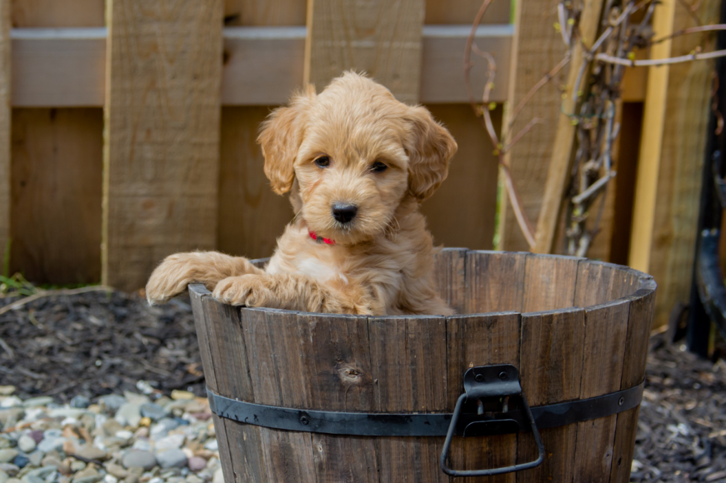 Goldendoodle dog breed