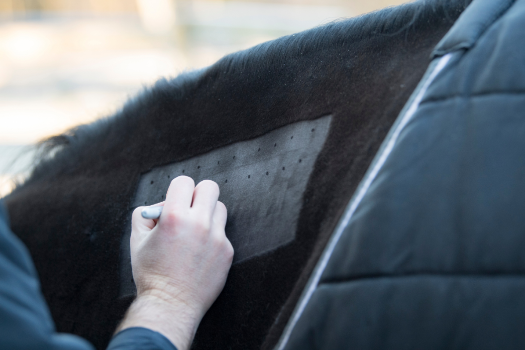 horse allergies
