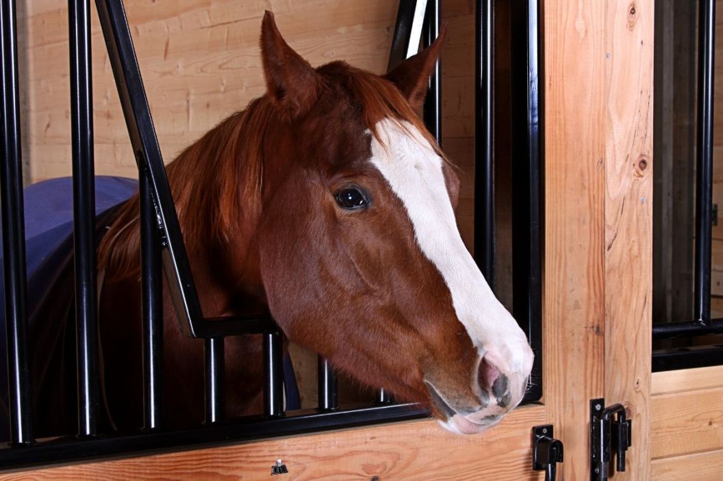 horses