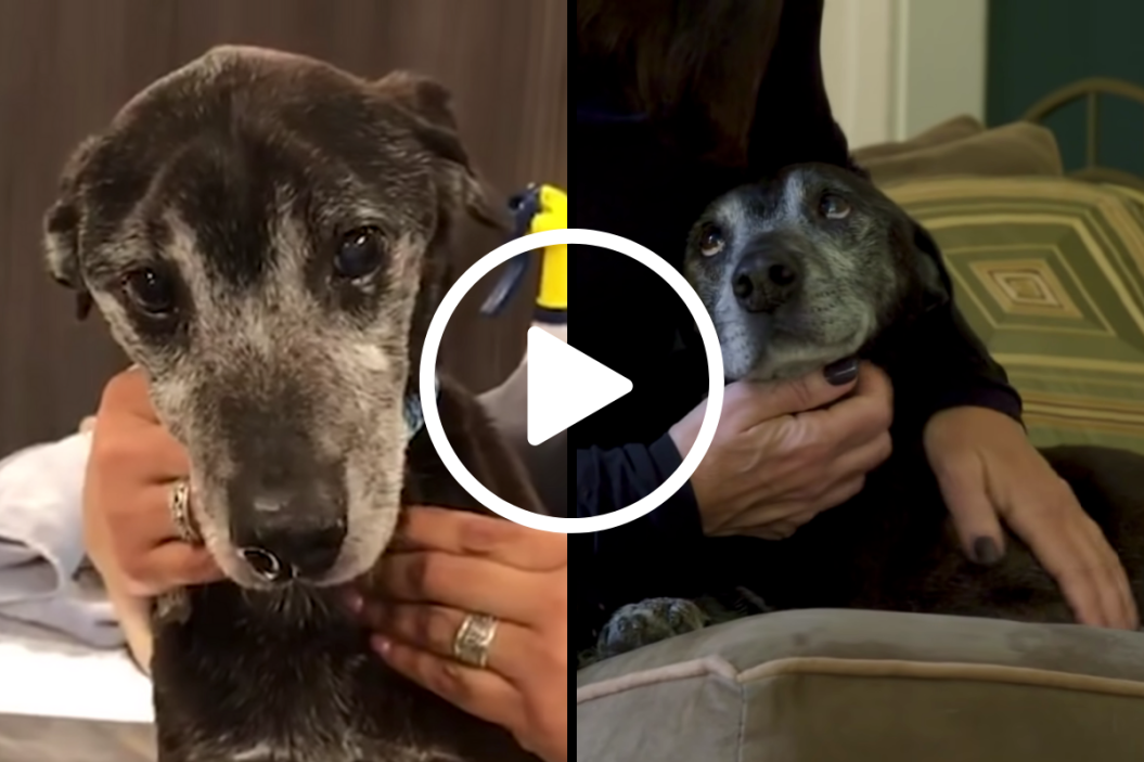Adopting Senior Dogs