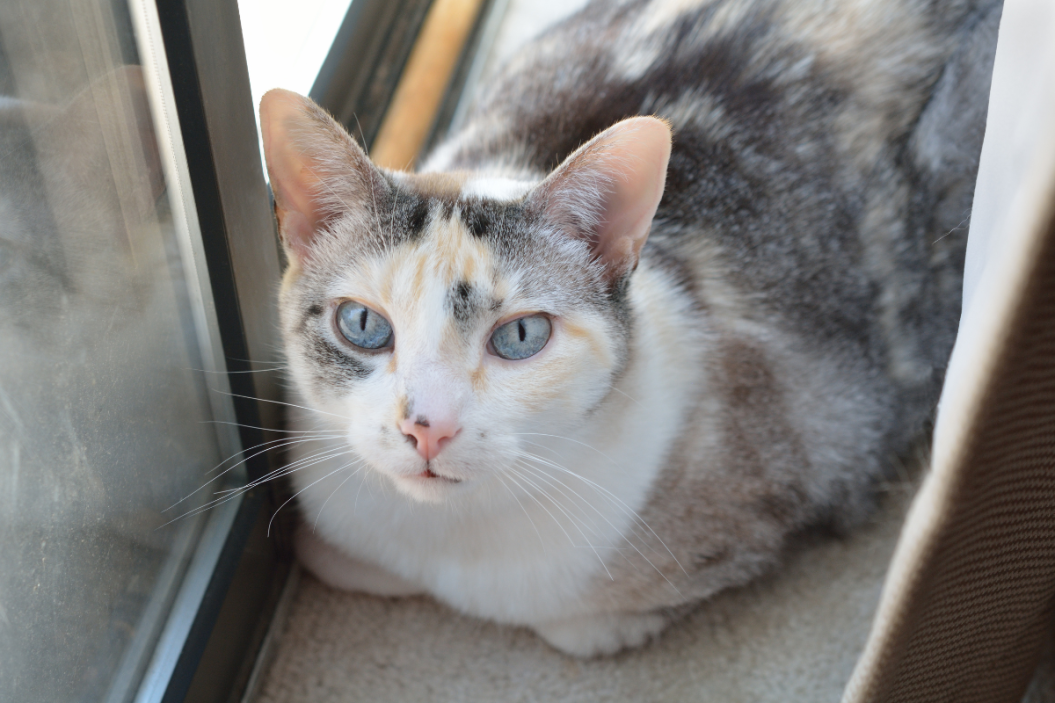 a dilute calico curls up